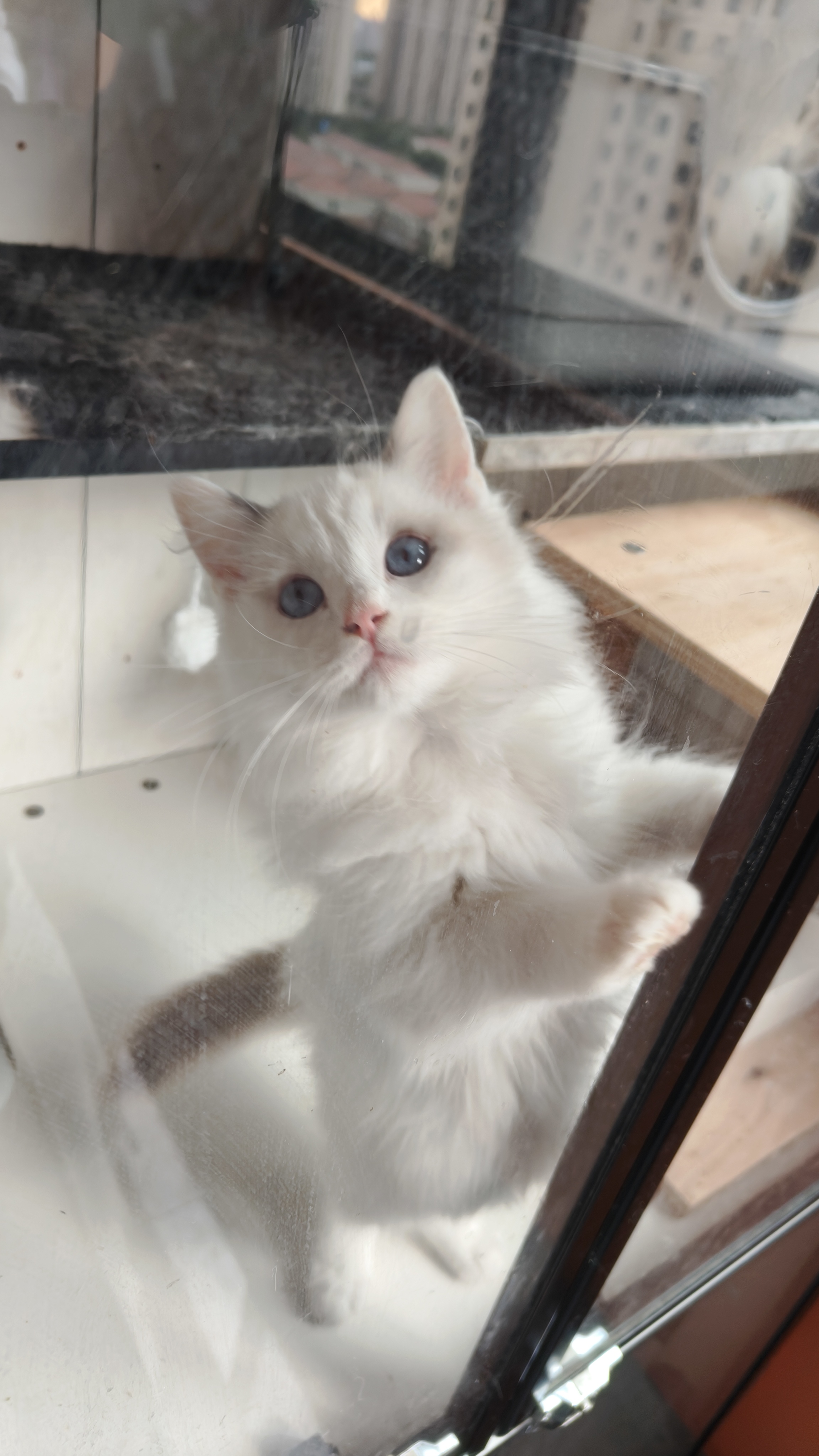 家养布偶猫,弟弟妹妹都有,健康无藓,浅色系布偶,喜欢的来！